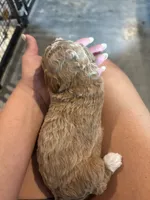 Pink girl , a female Miniature Goldendoodle for sale in Elizabethtown, NC – 10 of 10
