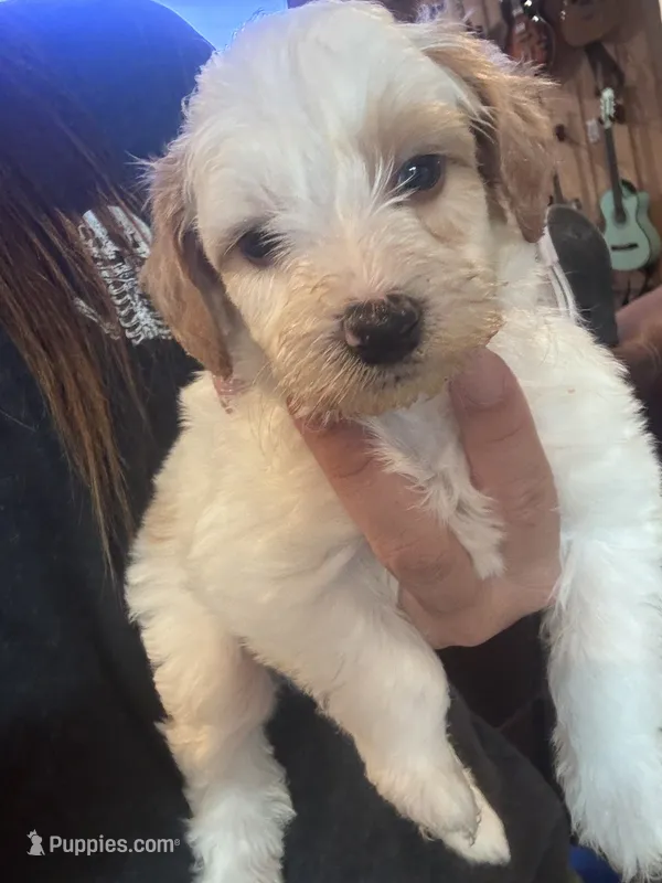 Grey boy  – Miniature Goldendoodle puppy for sale in Elizabethtown, NC