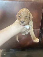 Blue boy, a male Miniature Goldendoodle for sale in Elizabethtown, NC – 8 of 8