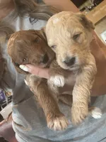 White boy , a male Miniature Goldendoodle for sale in Elizabethtown, NC – 7 of 7