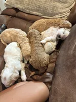 Blue boy, a male Miniature Goldendoodle for sale in Elizabethtown, NC – 7 of 8