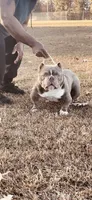 Grimm, a male American Bully for sale in Waldorf, MD – 3 of 3