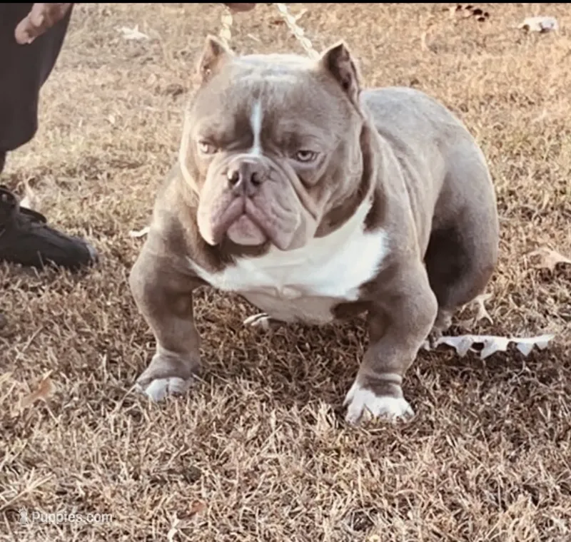 Grimm – American Bully puppy for sale in Waldorf, MD