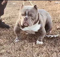 Grimm, a male American Bully for sale in Waldorf, MD – 1 of 3