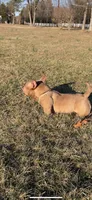 Honey Bunny, a female American Bully for sale in Waldorf, MD – 5 of 6