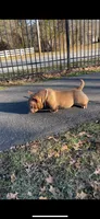 Honey Bunny, a female American Bully for sale in Waldorf, MD – 3 of 6