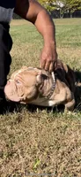 Hussey, a male American Bully for sale in Waldorf, MD – 7 of 7