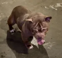 Angel, a female American Bully for sale in Waldorf, MD – 3 of 3