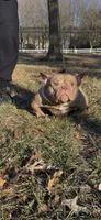 Honey Bunny, a female American Bully for sale in Waldorf, MD – 6 of 6