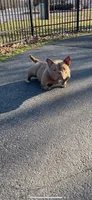 Honey Bunny, a female American Bully for sale in Waldorf, MD – 4 of 6