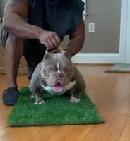 Grimm, a male American Bully for sale in Waldorf, MD – 2 of 3