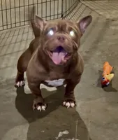 Angel, a female American Bully for sale in Waldorf, MD – 2 of 3
