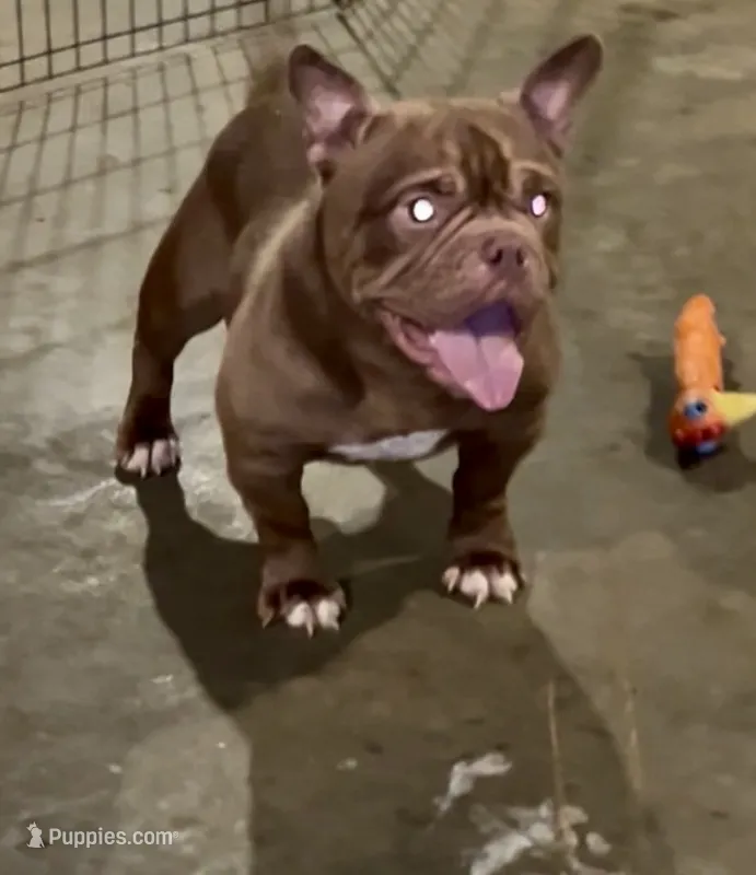 Angel – American Bully puppy for sale in Waldorf, MD
