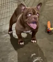 Angel, a female American Bully for sale in Waldorf, MD – 1 of 3