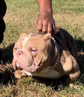 Hussey, a male American Bully for sale in Waldorf, MD – 5 of 7