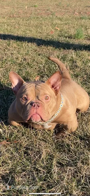 Honey Bunny – American Bully puppy for sale in Waldorf, MD