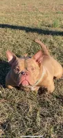 Honey Bunny, a female American Bully for sale in Waldorf, MD – 1 of 6