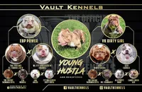 Hussey, a male American Bully for sale in Waldorf, MD – 3 of 7