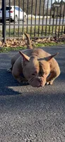 Honey Bunny, a female American Bully for sale in Waldorf, MD – 2 of 6