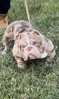 Hussey, a male American Bully for sale in Waldorf, MD – 2 of 7