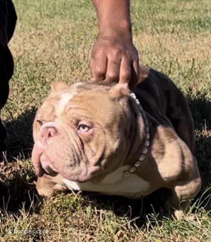 Hussey – American Bully puppy for sale in Waldorf, MD