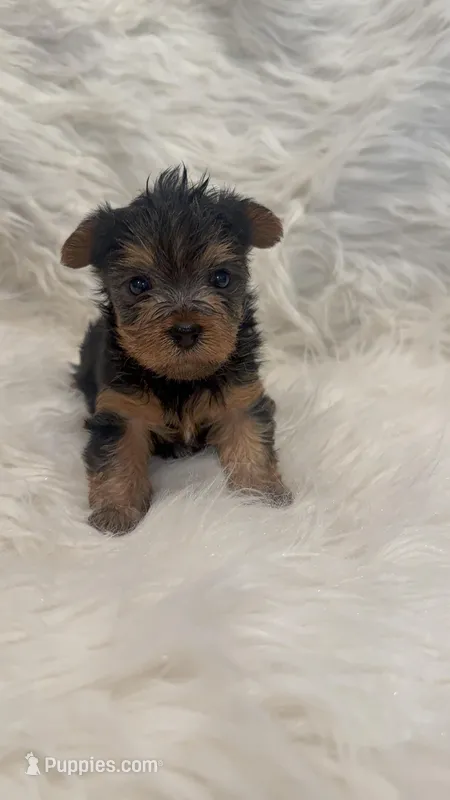Leo – Yorkshire Terrier puppy for sale in Riverside, CA