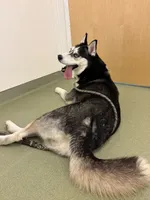 princess, a female Siberian Husky for sale in Lowell, MI – 5 of 5