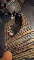 princess, a female Siberian Husky for sale in Lowell, MI – 4 of 5