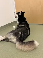 princess, a female Siberian Husky for sale in Lowell, MI – 3 of 5