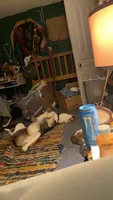 princess, a female Siberian Husky for sale in Lowell, MI – 2 of 5