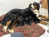 Missy, a female Bernese Mountain Dog for sale in Walton, KY – 10 of 10