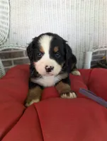 Jasmine, a female Bernese Mountain Dog for sale in Walton, KY – 2 of 9