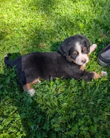Aurora, a female Bernese Mountain Dog for sale in Walton, KY – 3 of 8