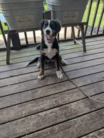 Aurora, a female Bernese Mountain Dog for sale in Walton, KY – 2 of 6
