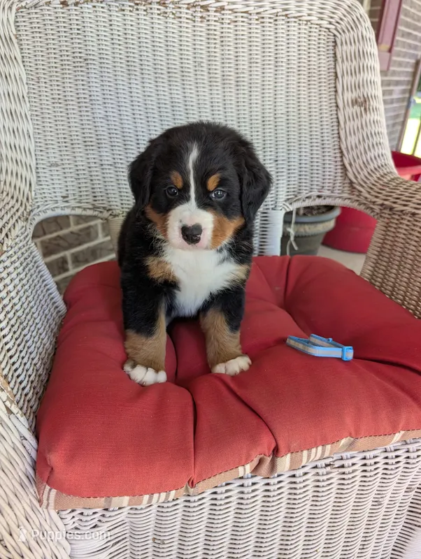 Prince Eric – Bernese Mountain Dog puppy for sale in Walton, KY