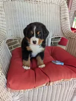 Prince Eric, a male Bernese Mountain Dog for sale in Walton, KY – 1 of 8