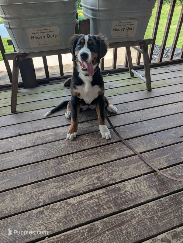 Aurora – Bernese Mountain Dog puppy for sale in Walton, KY