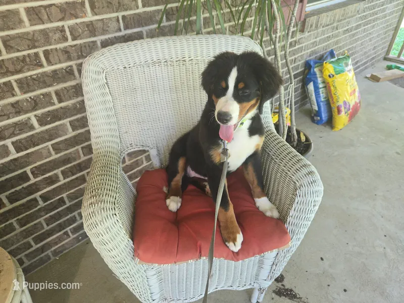 Aurora – Bernese Mountain Dog puppy for sale in Walton, KY
