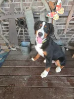 Missy, a female Bernese Mountain Dog for sale in Walton, KY – 4 of 10