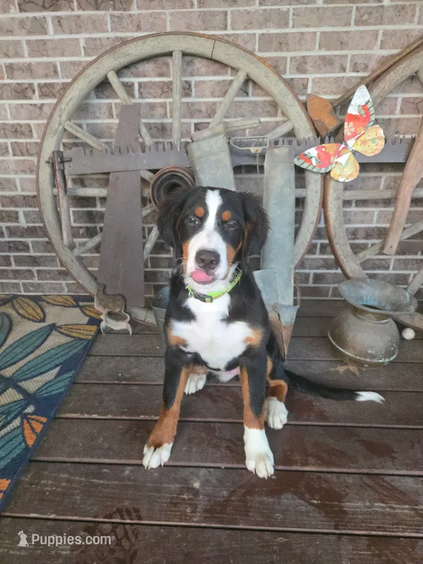 Little Missy – Bernese Mountain Dog puppy for sale in Walton, KY