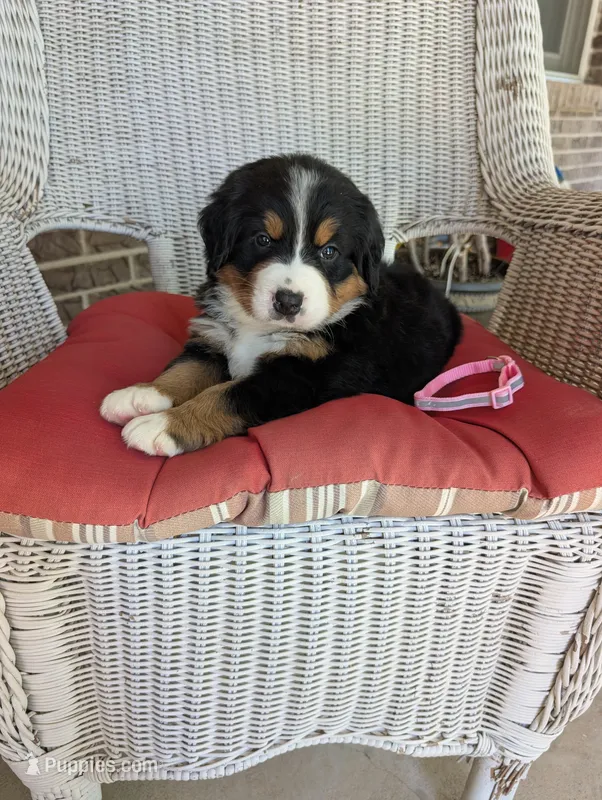 Cinderella – Bernese Mountain Dog puppy for sale in Walton, KY