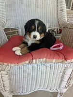 Cinderella, a female Bernese Mountain Dog for sale in Walton, KY – 1 of 7