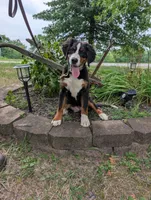 Missy, a female Bernese Mountain Dog for sale in Walton, KY – 8 of 10