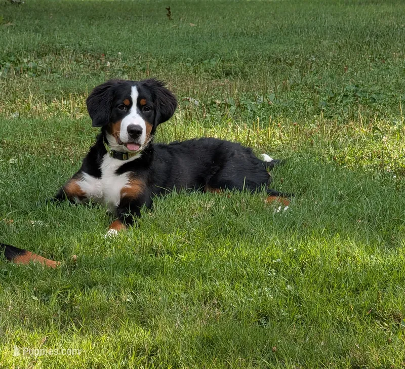 Missy – Bernese Mountain Dog puppy for sale in Walton, KY