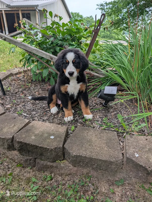 Snow White – Bernese Mountain Dog puppy for sale in Walton, KY