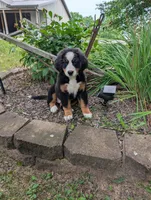 Snow White, a female Bernese Mountain Dog for sale in Walton, KY – 1 of 10