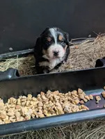 Cinderella, a female Bernese Mountain Dog for sale in Walton, KY – 2 of 7