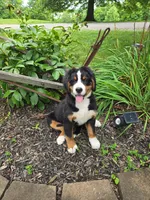 Aurora, a female Bernese Mountain Dog for sale in Walton, KY – 4 of 6