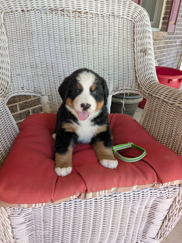 Snow White – Bernese Mountain Dog puppy for sale in Walton, KY