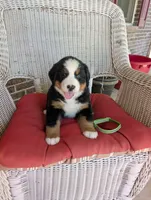 Snow White, a female Bernese Mountain Dog for sale in Walton, KY – 1 of 10